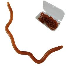 10 cm long worm stuck in eye